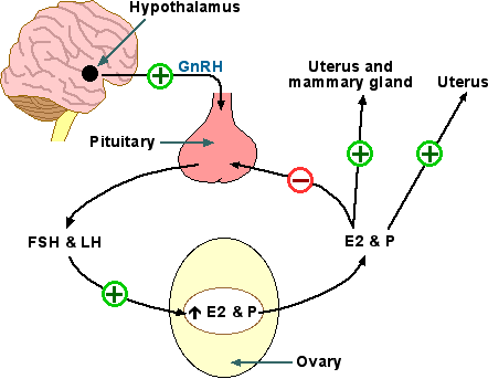 http://www2.hsc.wvu.edu/som/physio/classes/pcol260/images/contraceptices_q.gif