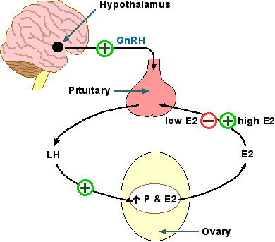 Topic:Physiology Overview: The Reproductive System